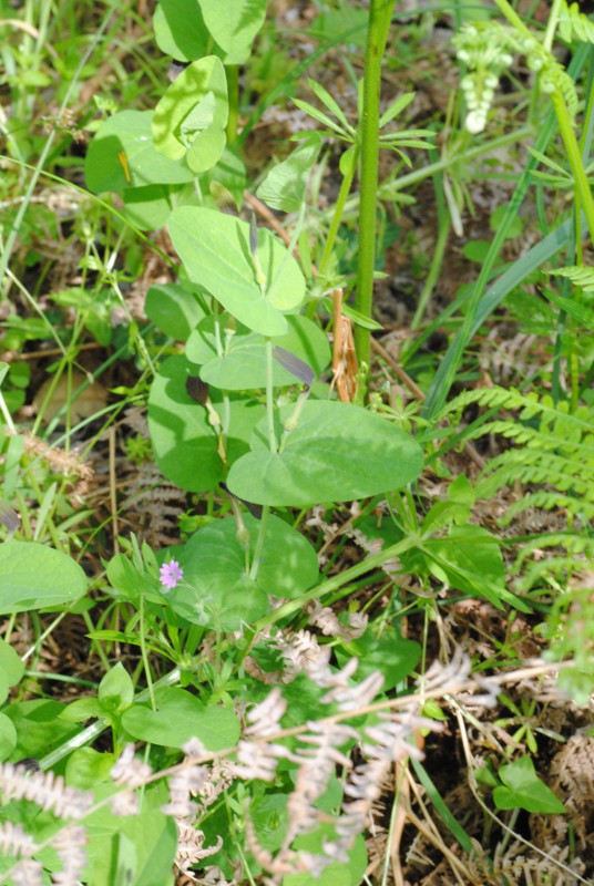 Aristolochia rotunda